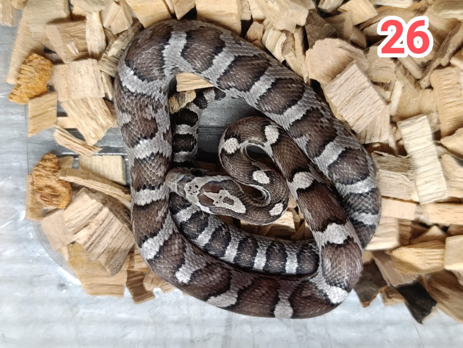 Anery ♂ NZ: 5.7.2025