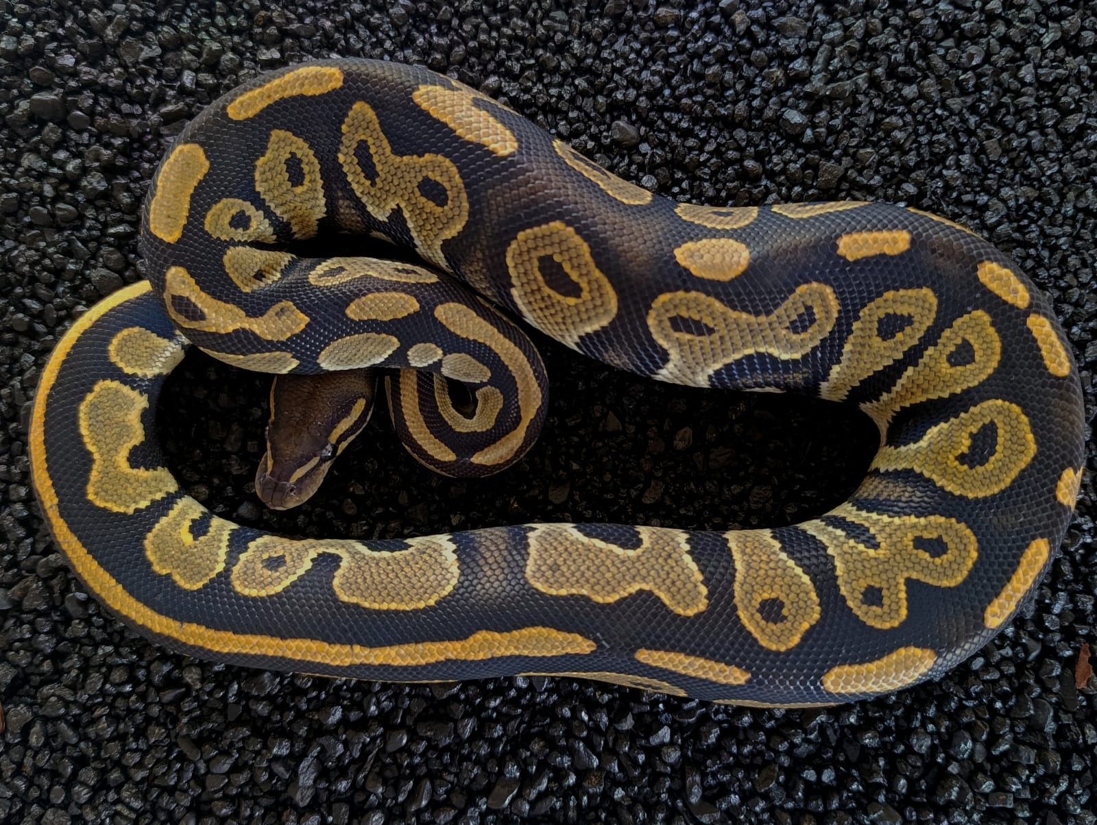Kevin - Black head hypo ph Pied ♂ NZ: 2024