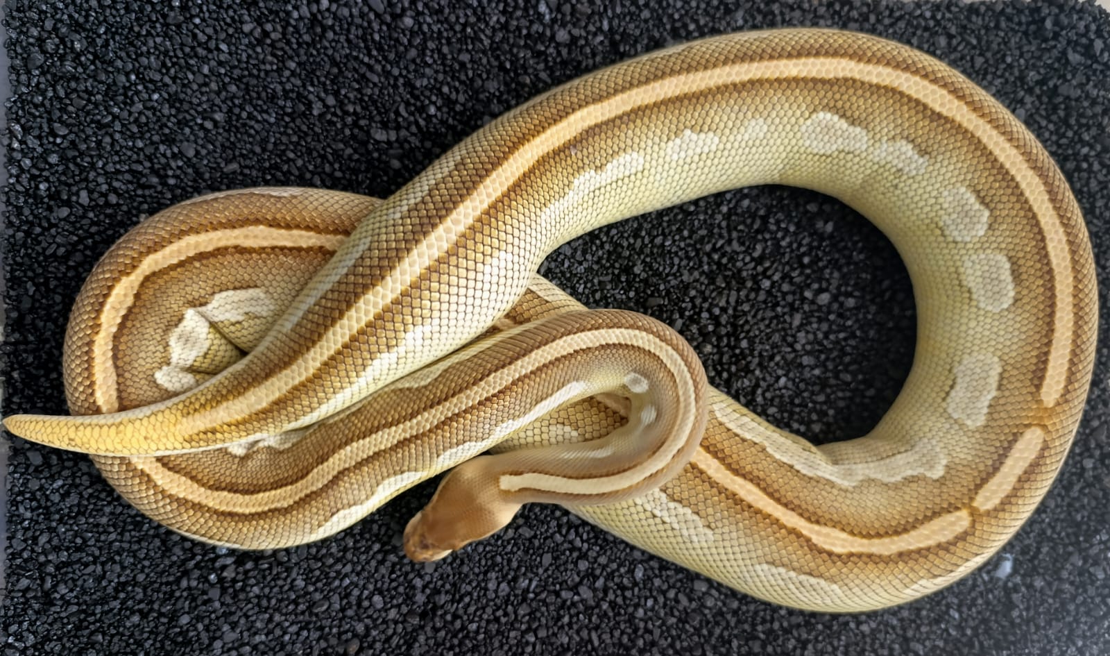 Bětuška - Bongo Lesser ♀ NZ: 2019