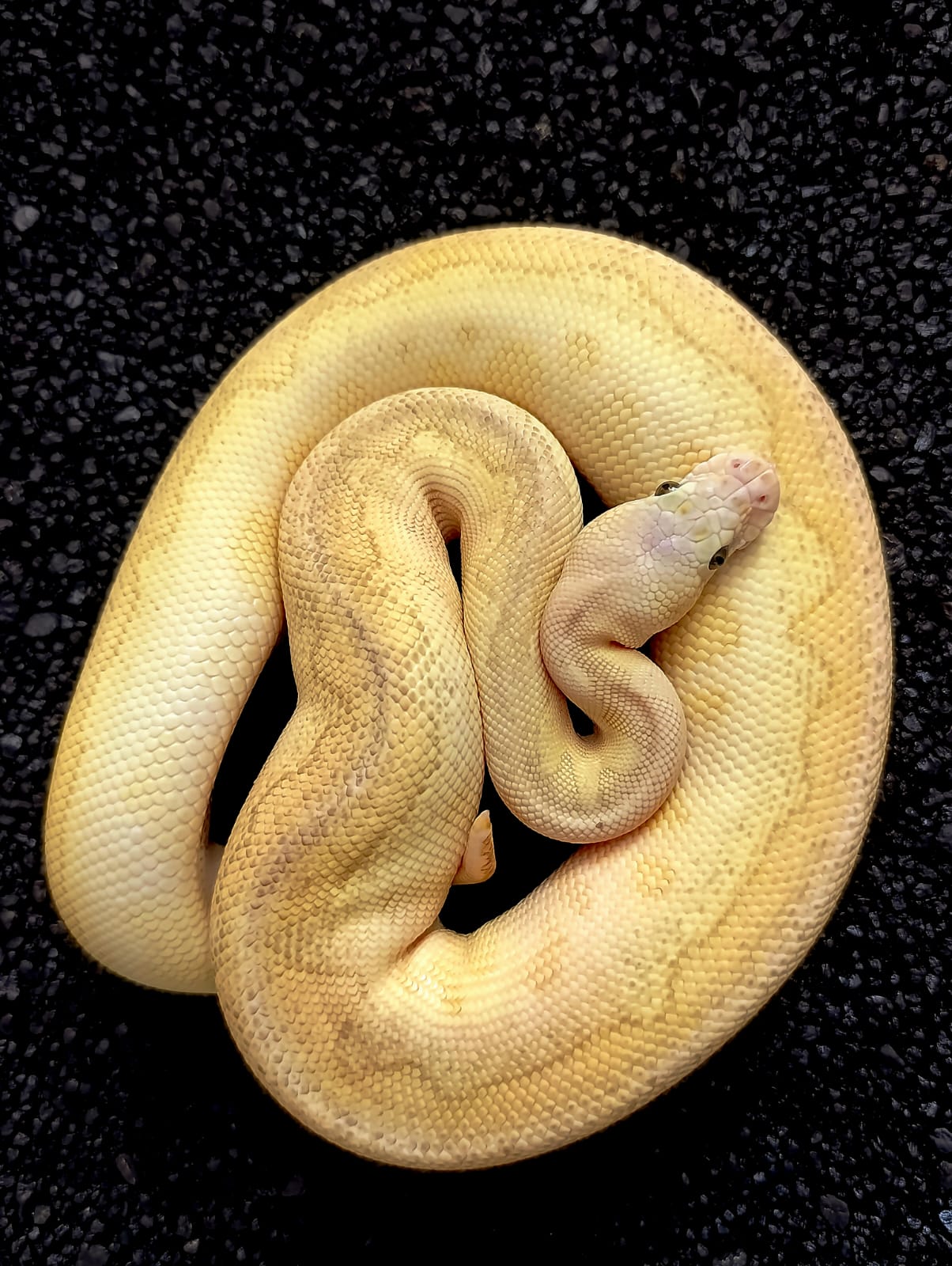 Klárka - Pastel Banana Lesser Clown ♀ NZ: 2024