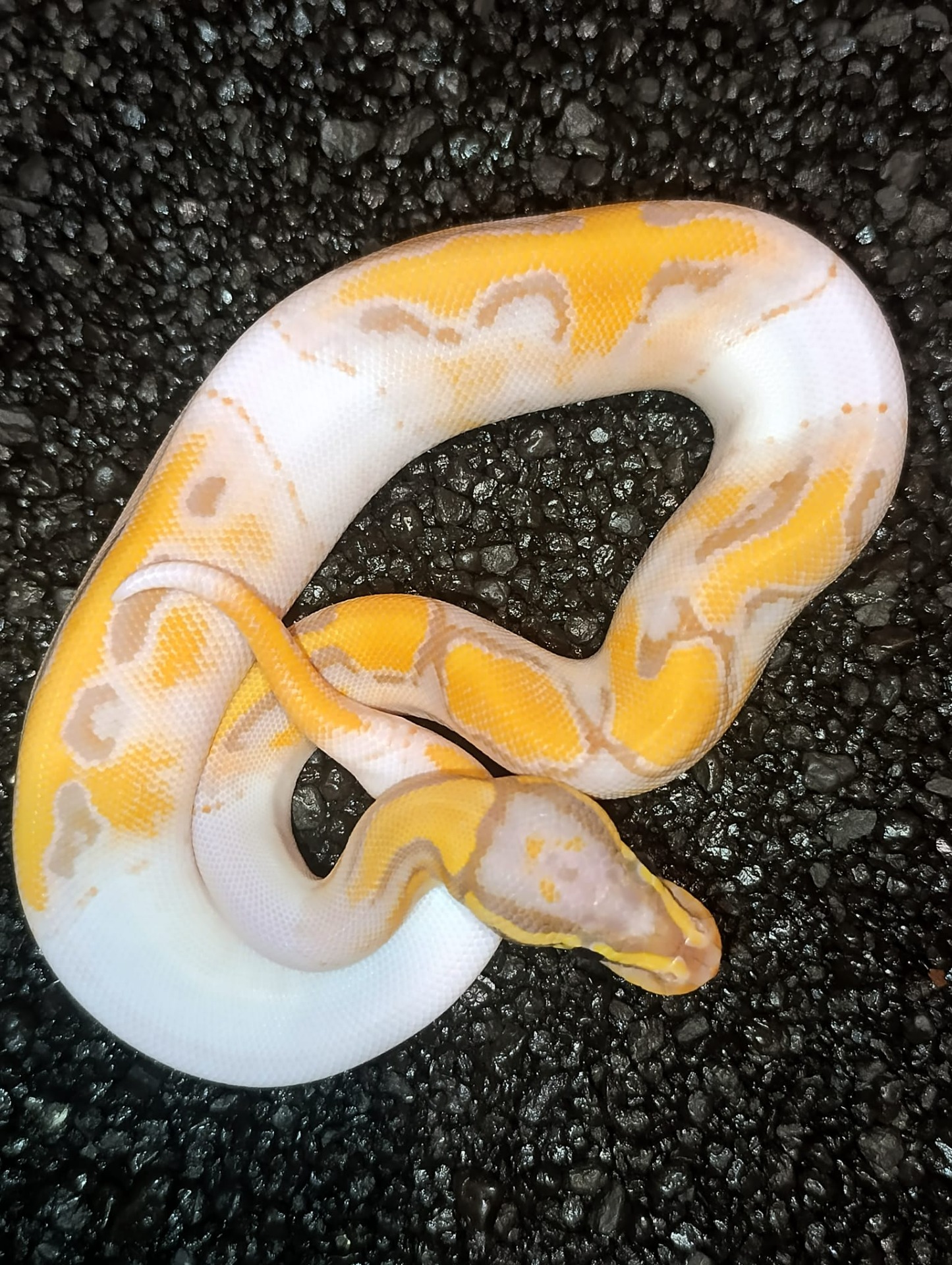 Bohdanka - Banana OD Pied poss super OD/Leopard ♀ NZ: 2025