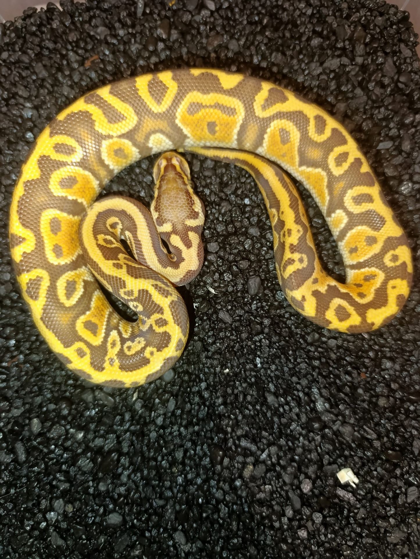 Franta - Ultramel Leopard Pastel ♂ NZ:2025het Piebald