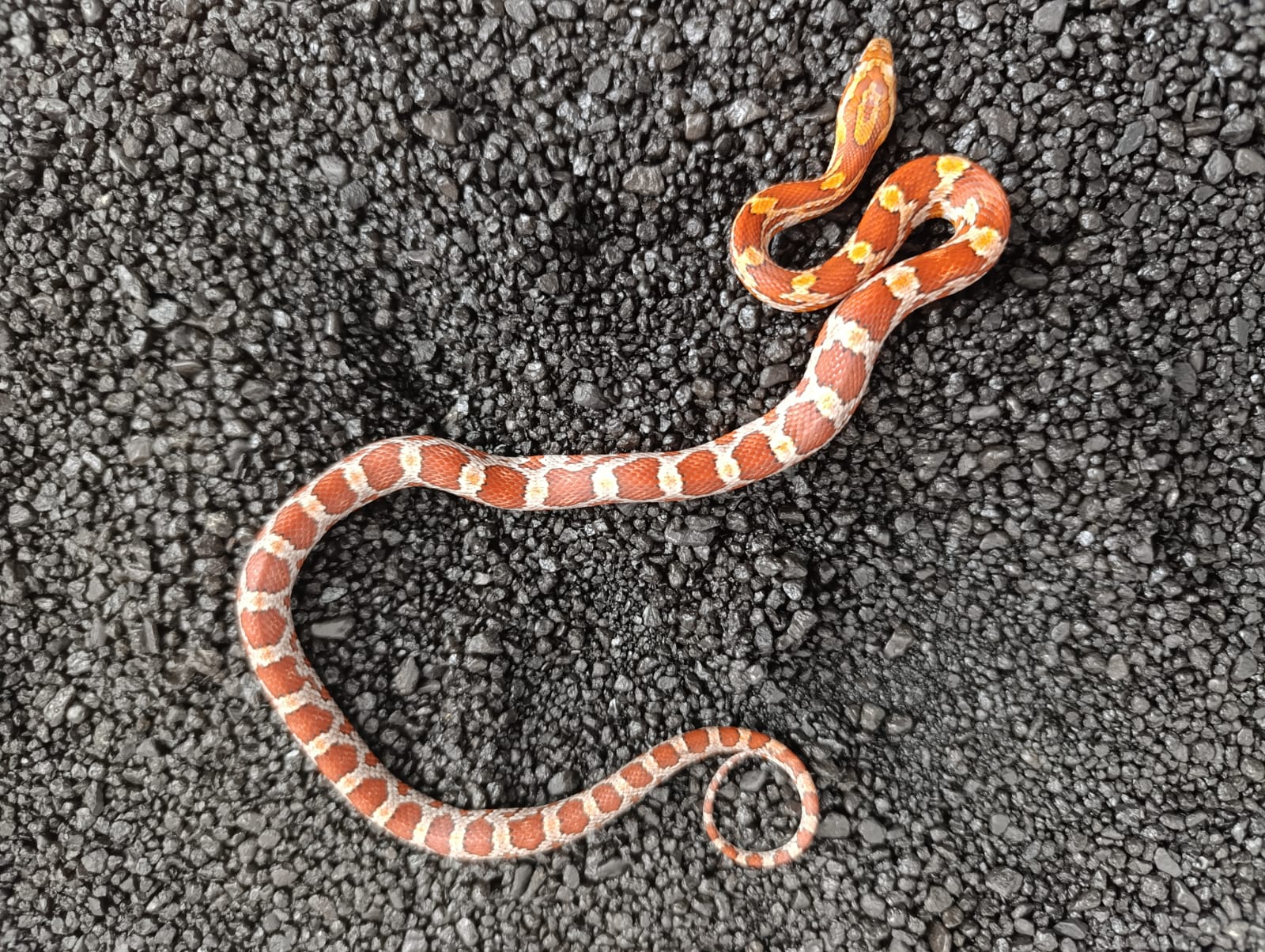 Klasika ♀ NZ:2024