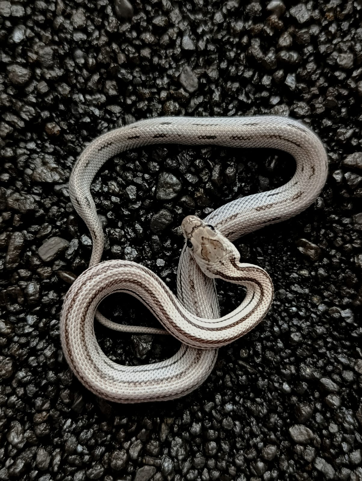 Pavlínka - Anery Stripe het Amelano ♀ NZ:2025