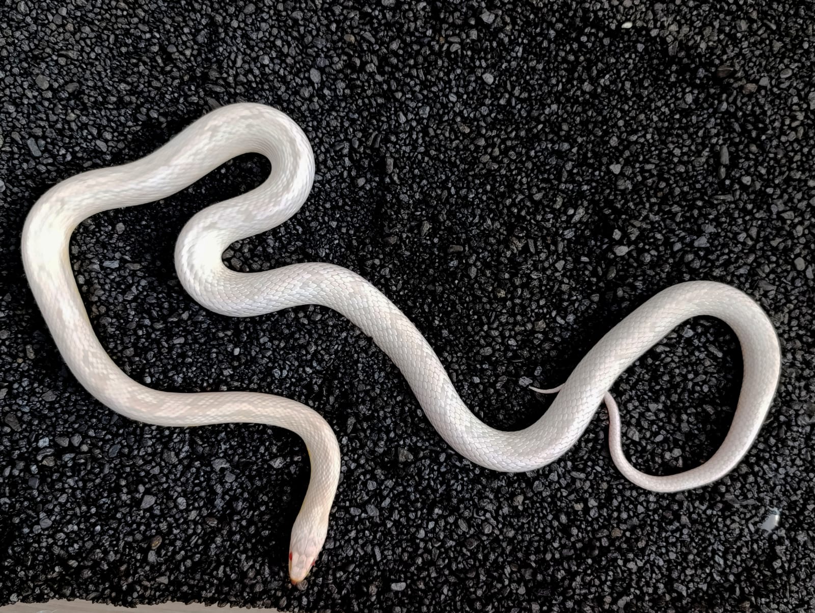 Skye - Aztec Snow ♀ NZ:2021