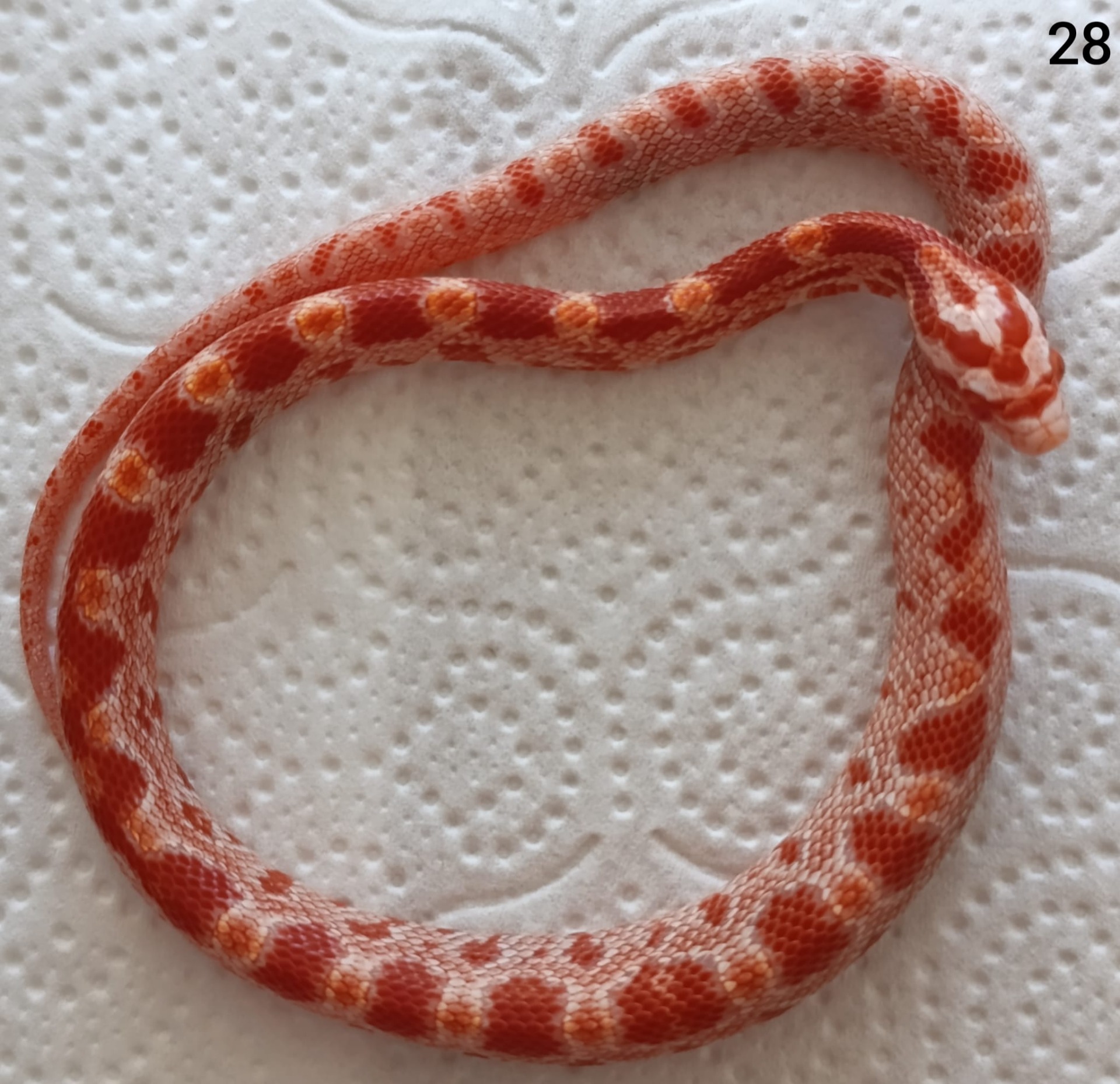 Amelano het Tessera het Aztec ♂  NZ:22.8.2025