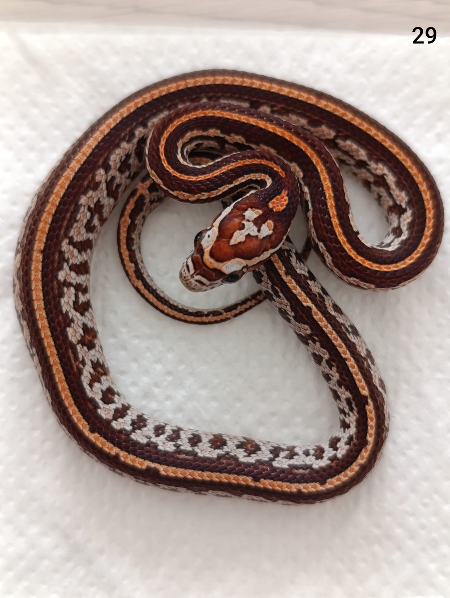 Tessera het Aztec het Amelano ♂  NZ:22.8.2025