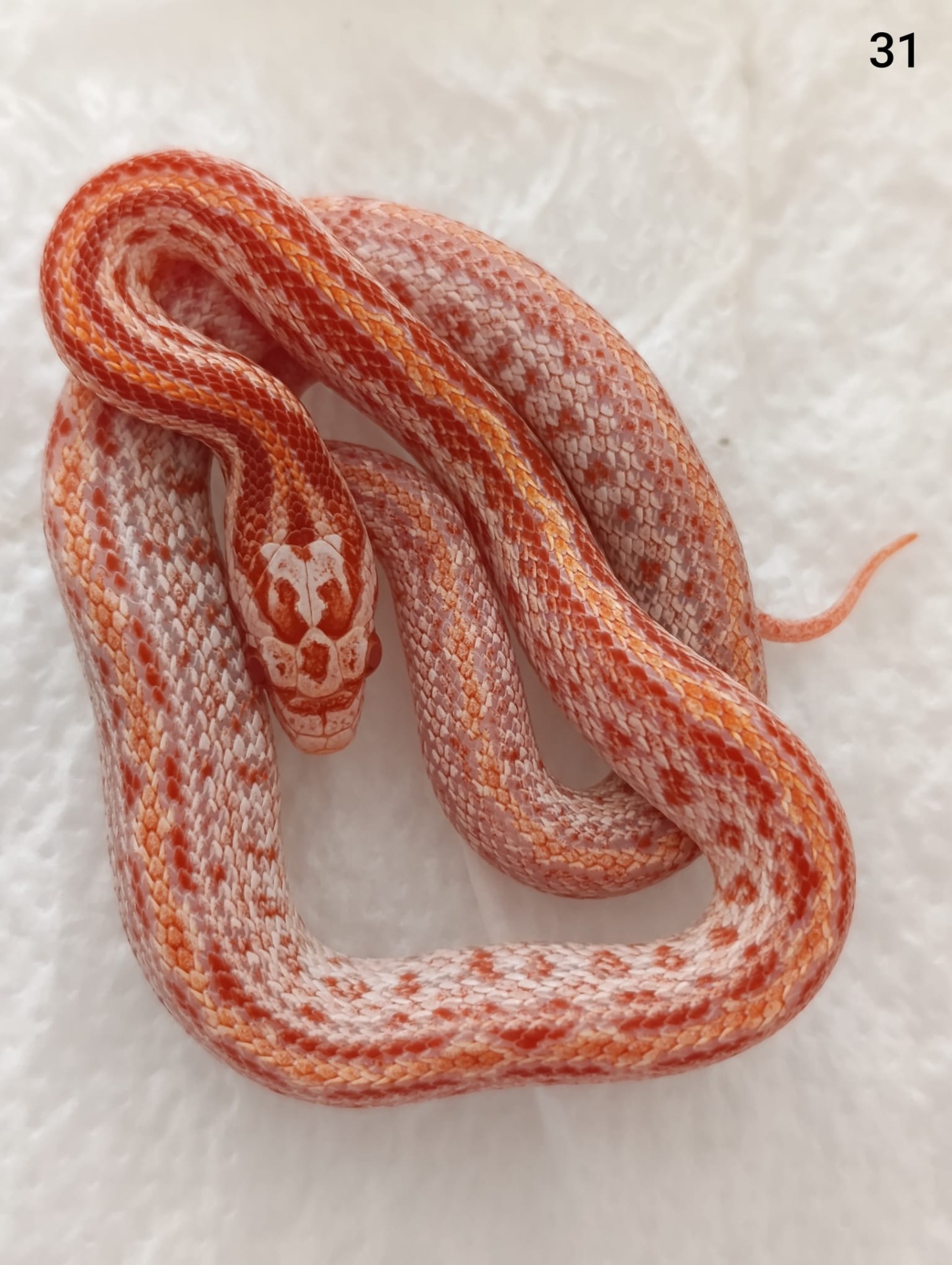 Amelano Tessera  het Aztec ♀  NZ:23.8.2025
