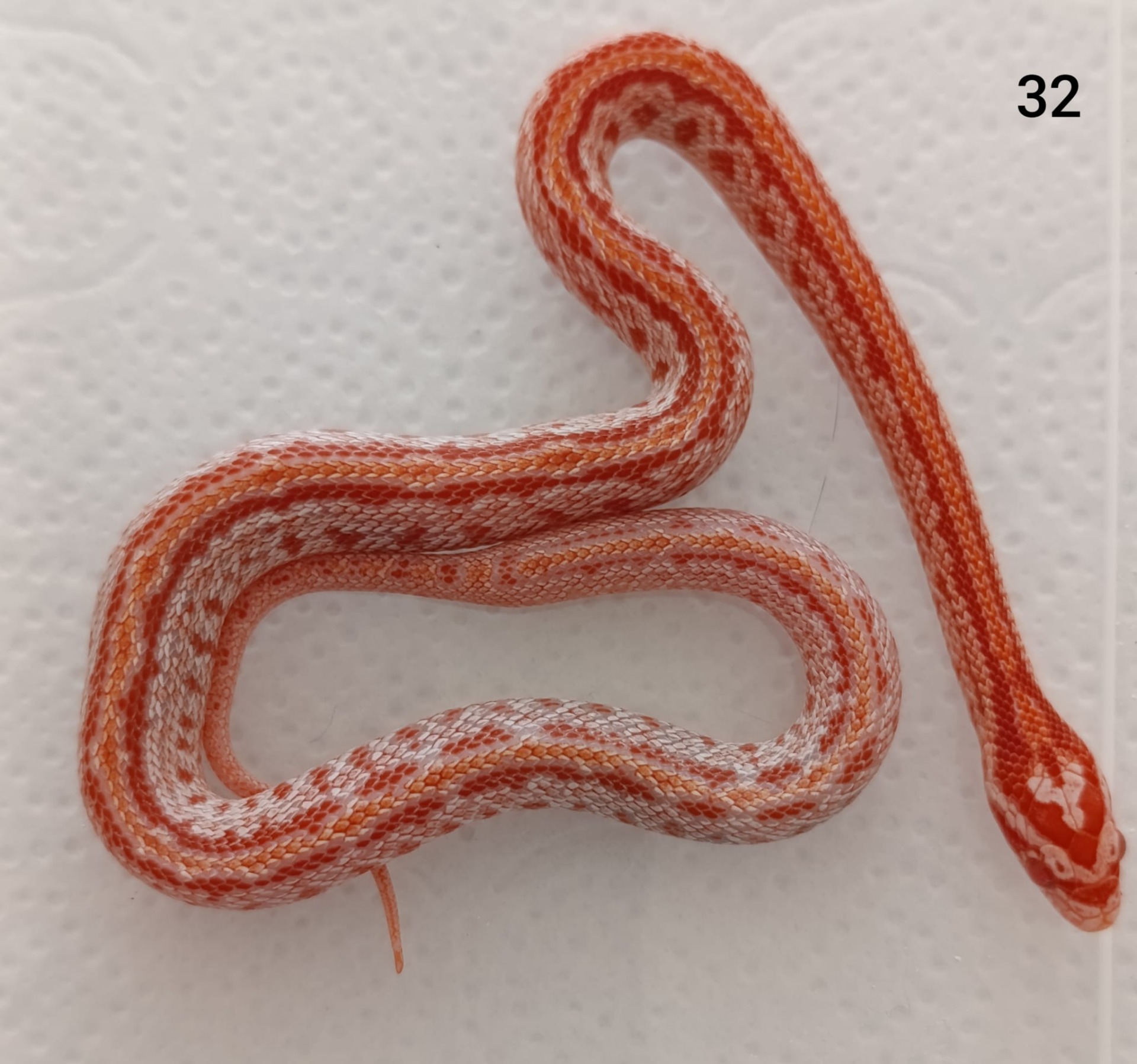 Amelano Tessera  het Aztec ♀  NZ:23.8.2025