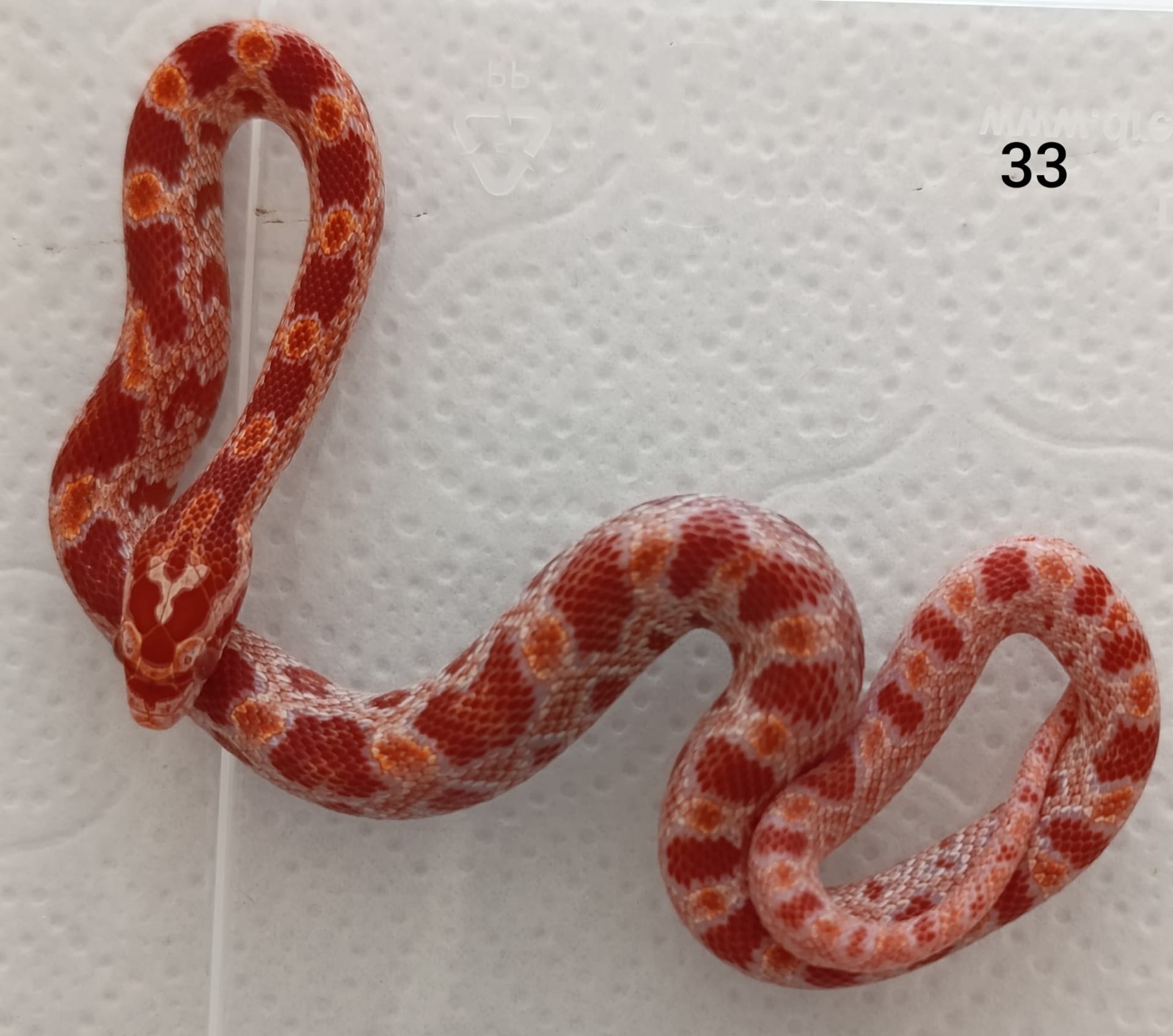 Amelano het Tessera het Aztec ♂  NZ:23.8.2025