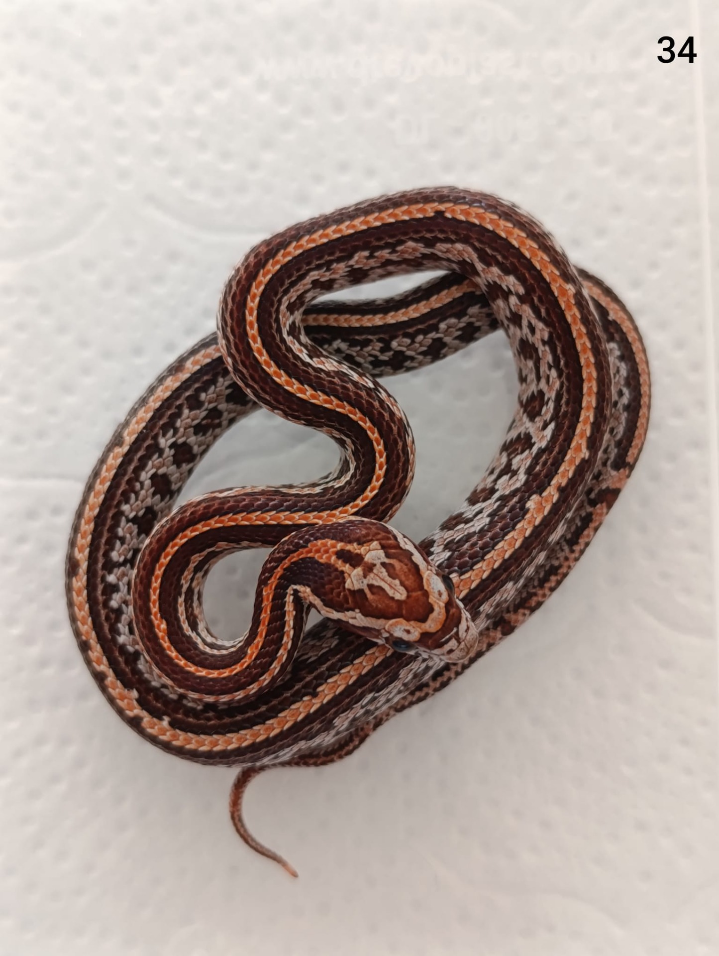 Tessera het Aztec het Amelano ♂  NZ:23.8.2025