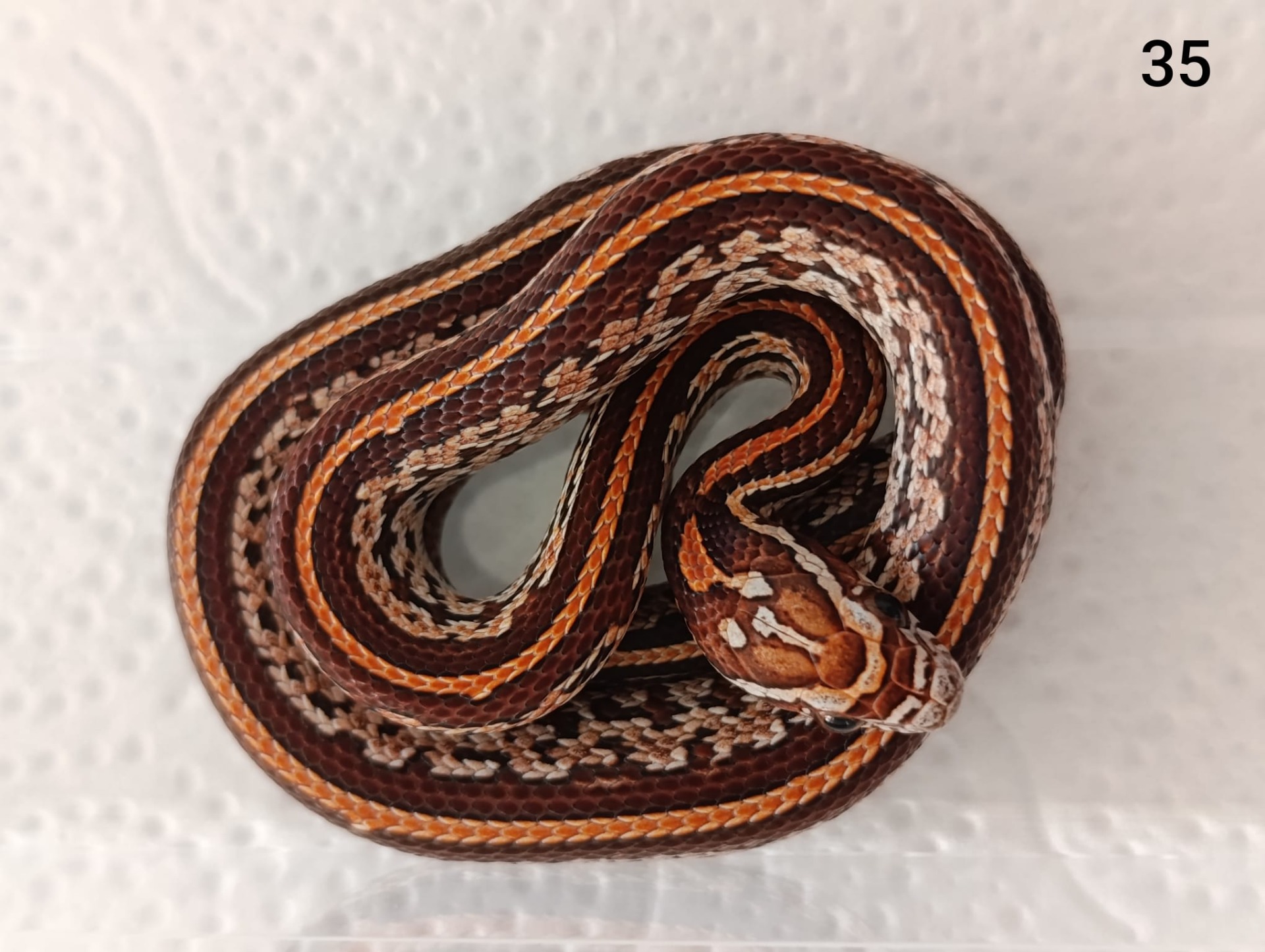 Tessera het Aztec het Amelano ♀  NZ:23.8.2025