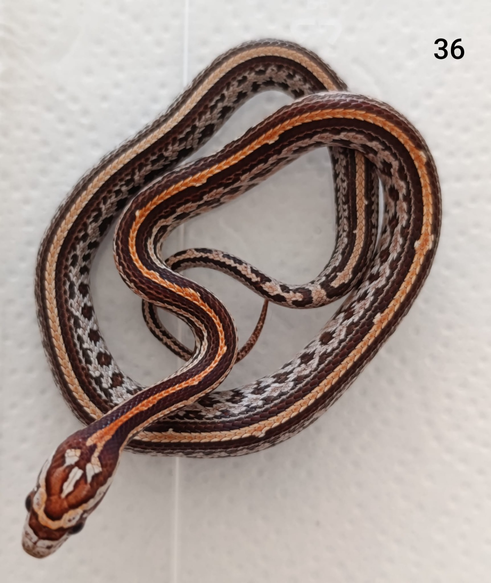 Tessera het Aztec het Amelano ♀  NZ:23.8.2025