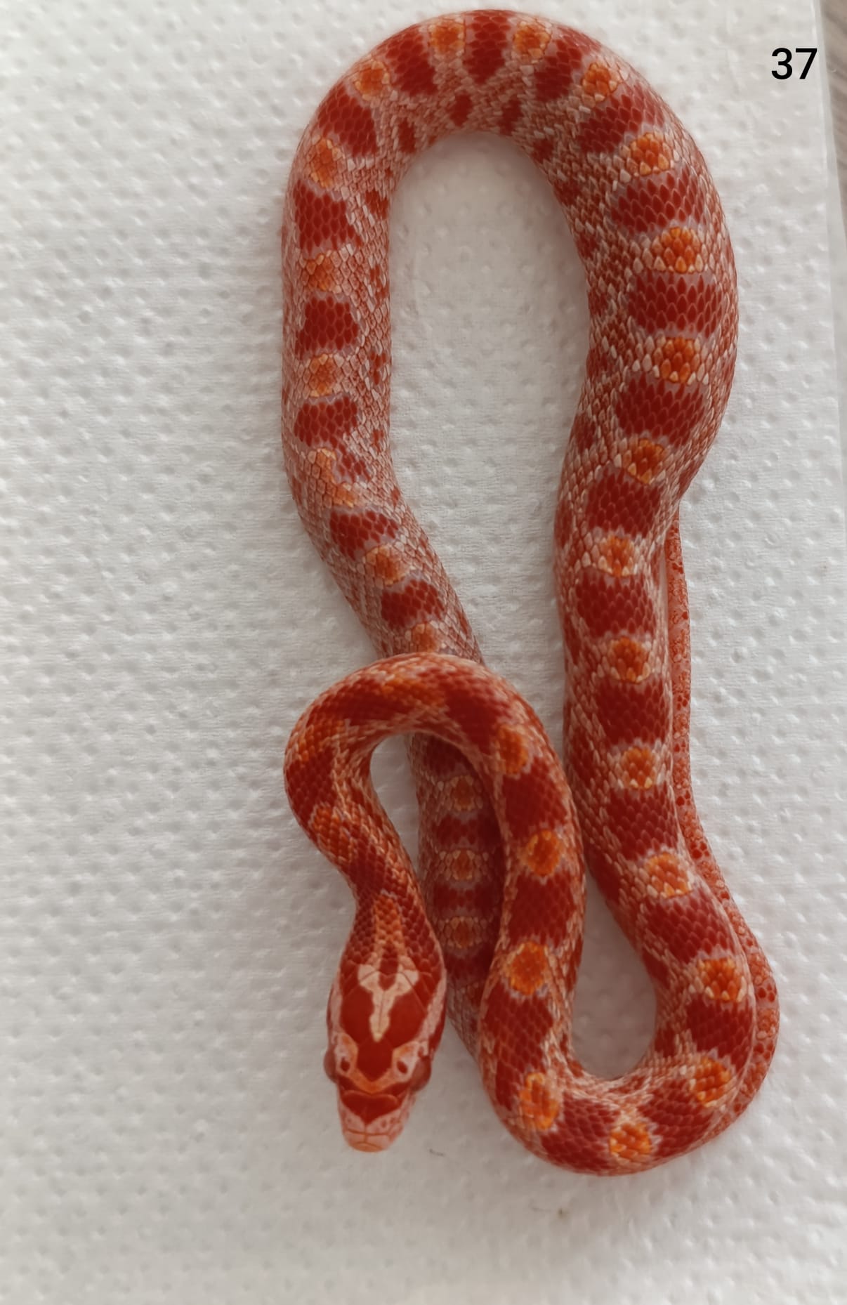 Amelano het Tessera het Aztec ♀  NZ:23.8.2025