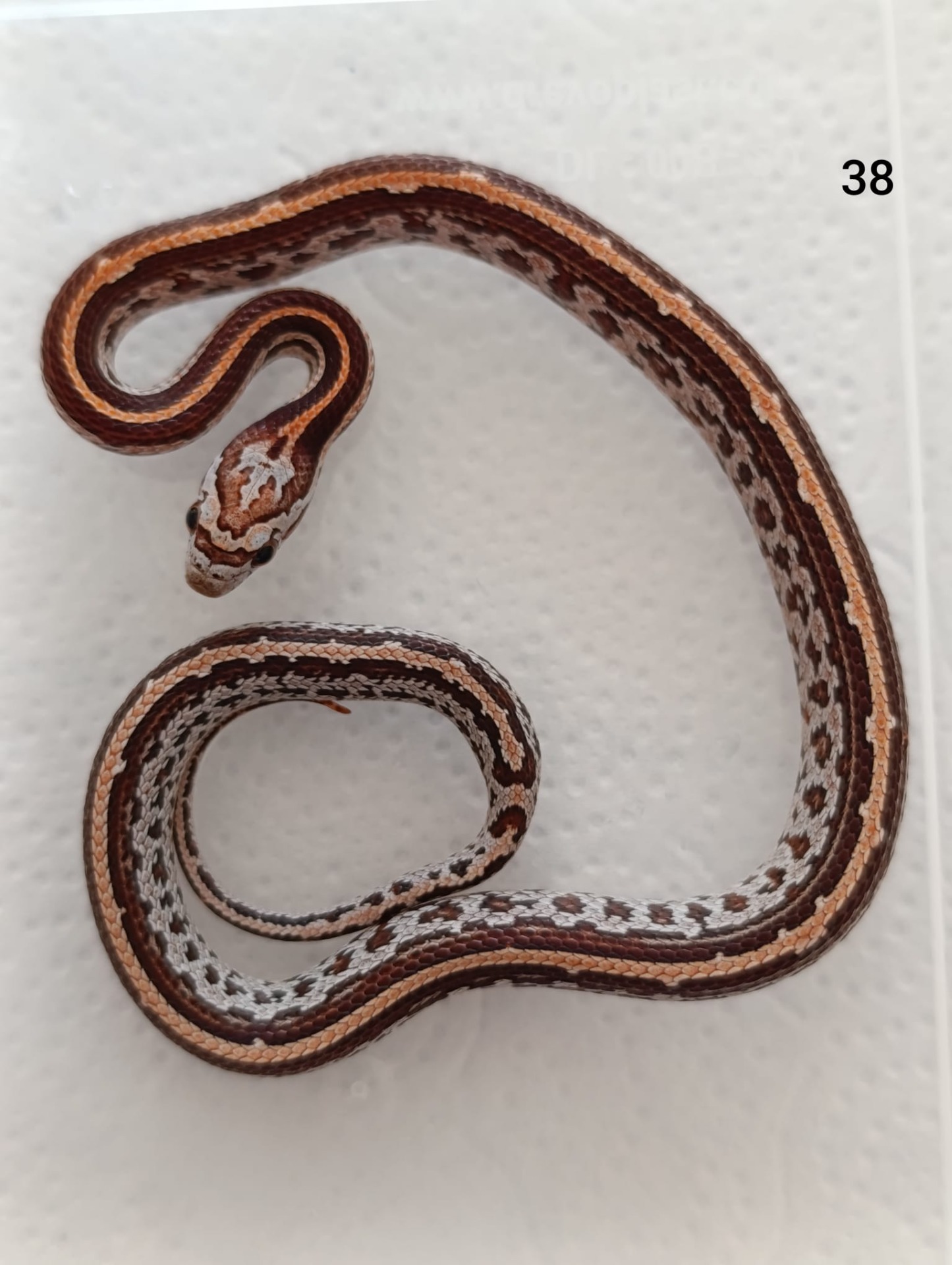 Tessera het Aztec het Amelano ♀  NZ:23.8.2025