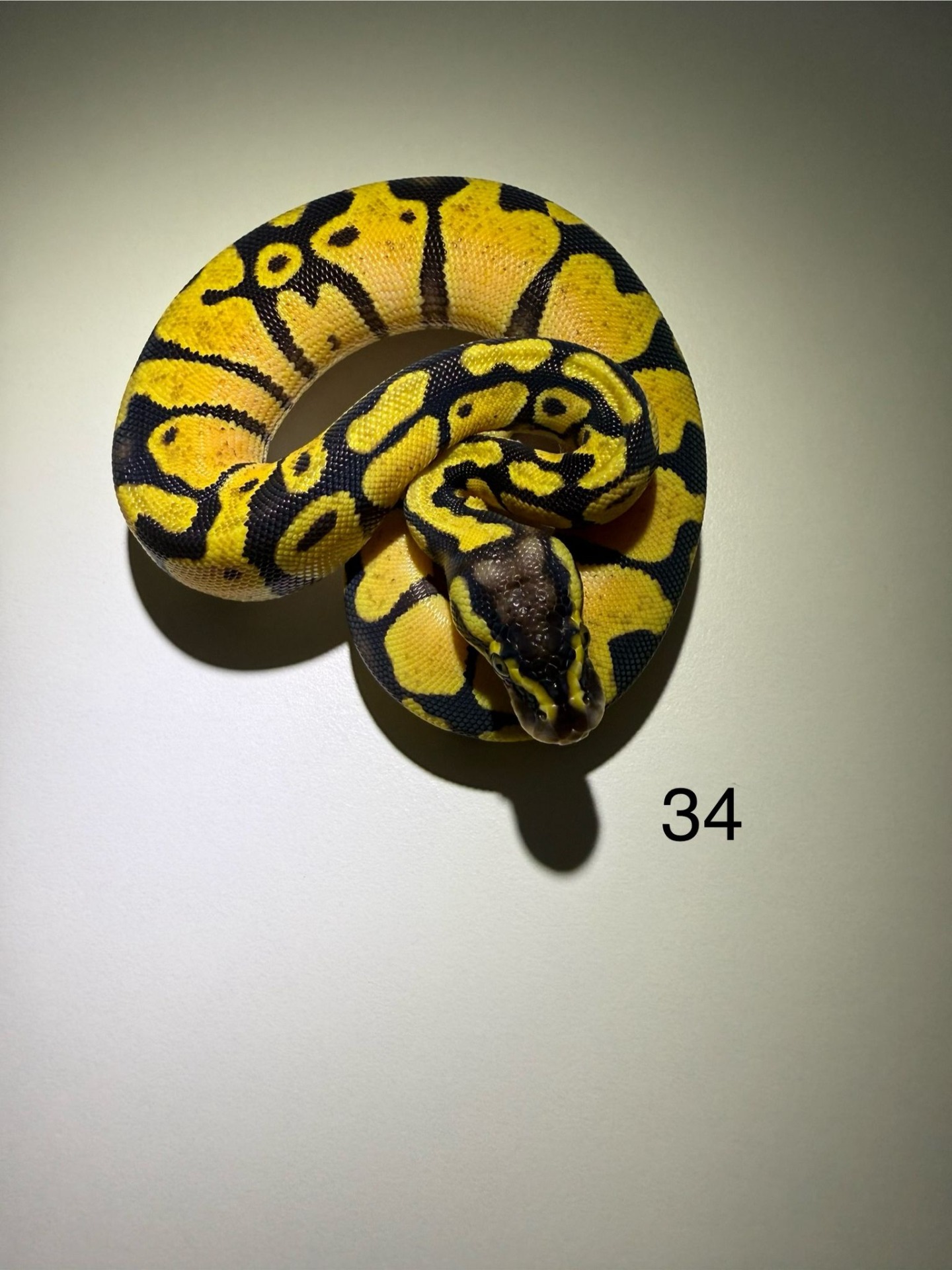 ♀  Pastel Enchi het Albino