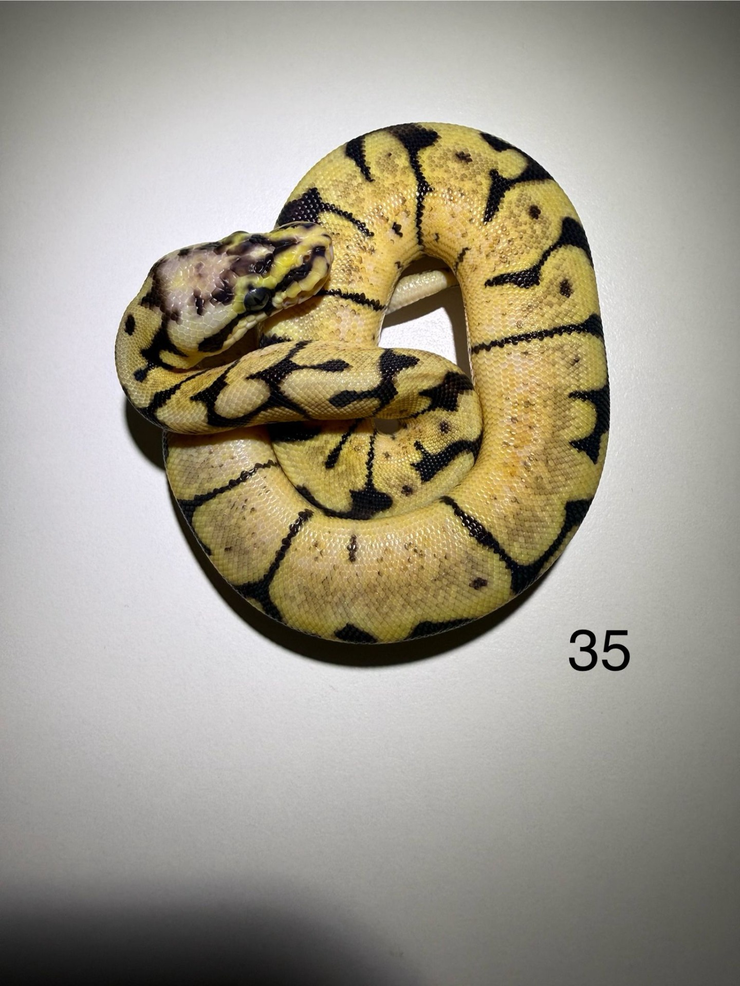 ♂  Pastel Enchi Spieder het Albino (StingerBee Pastel)