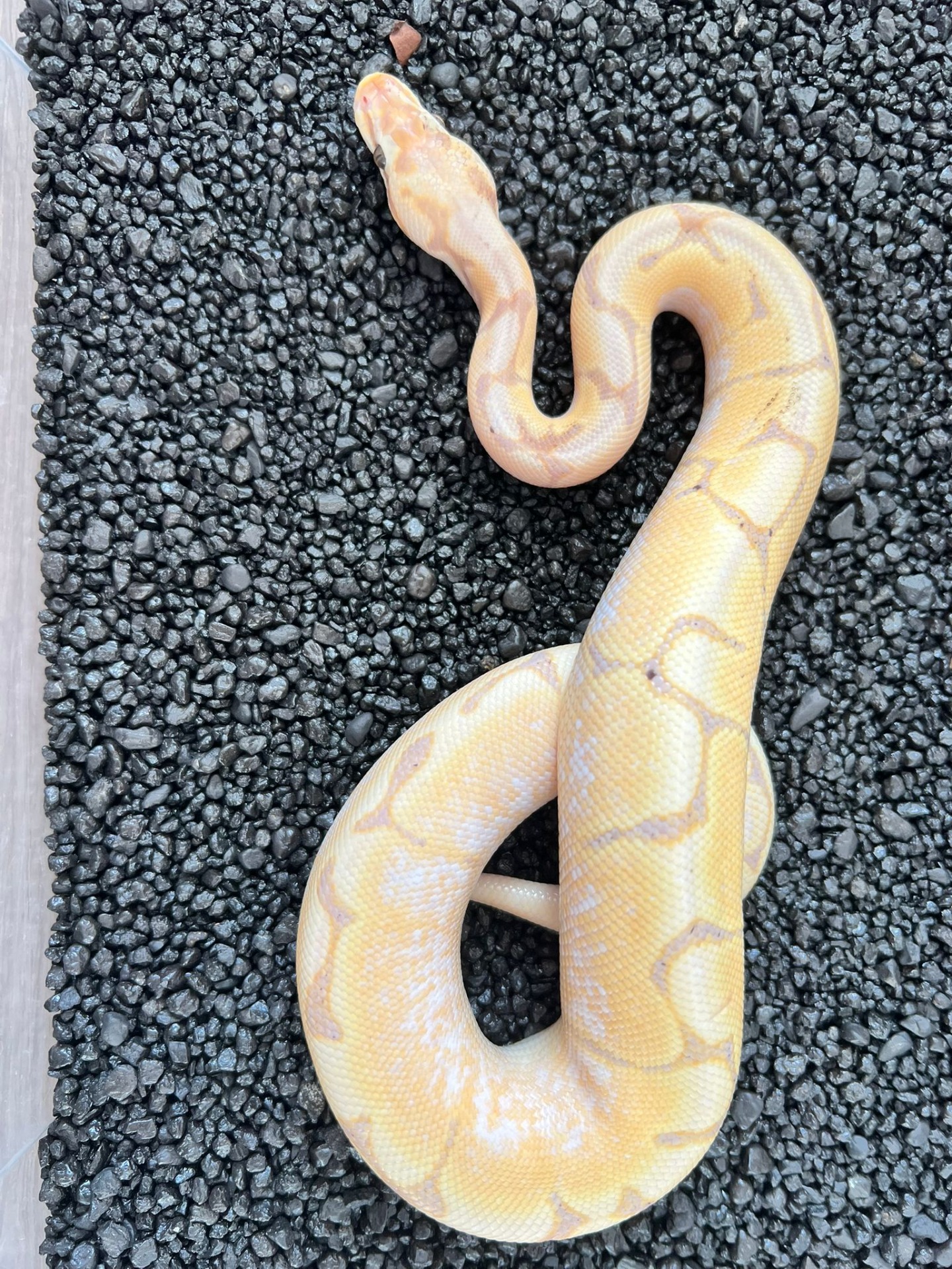 ♂ Banana Bee Pastel pos het Clown/Pied ♂ NZ: 13.5.2024 650g