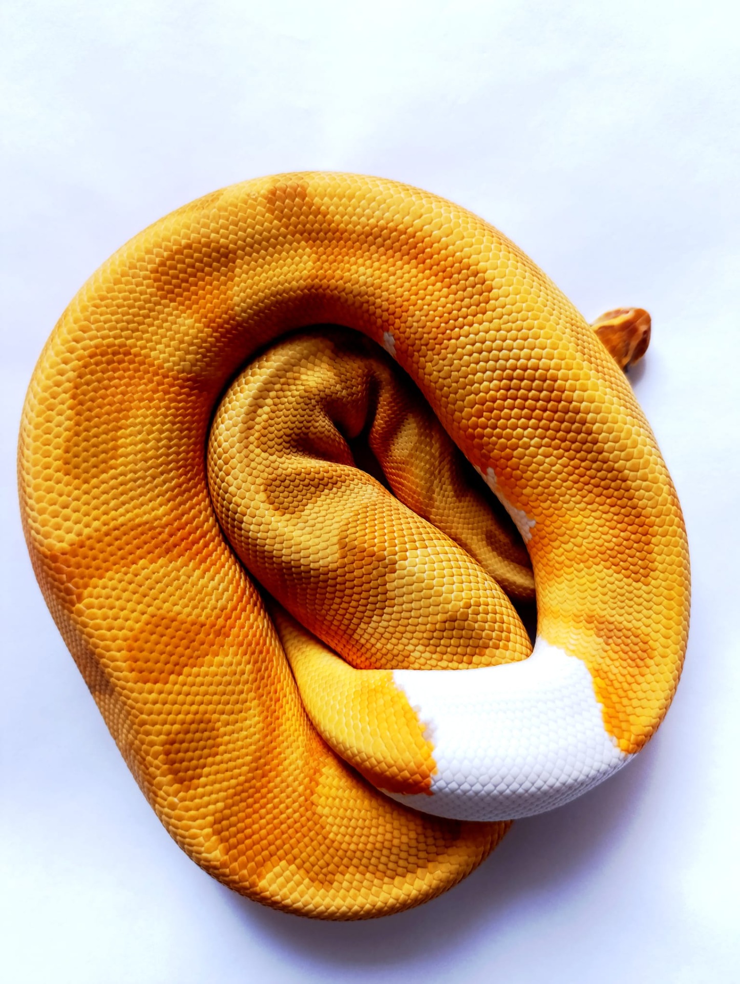 Ciril - Ultramel Enchi Piebald ♀  NZ:2024