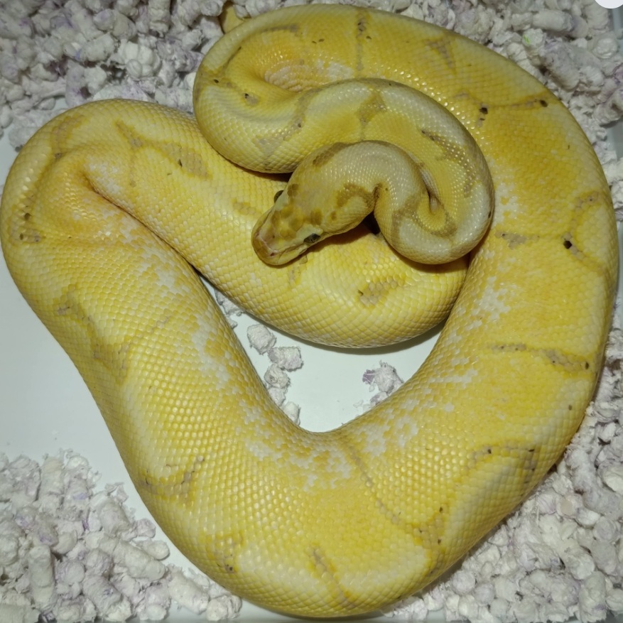 Banana Spider Pastel ♂ NZ: 13.5.2024