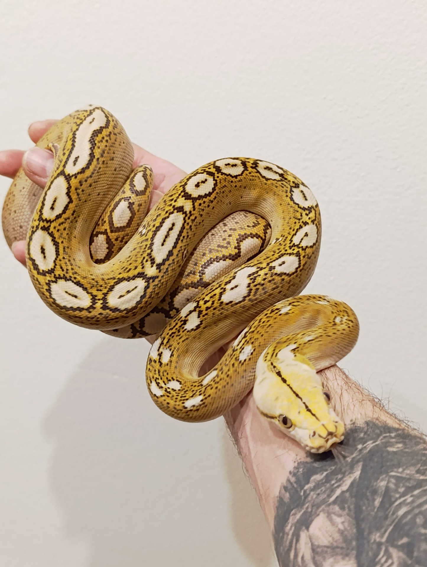Sunny - Mocha foulsham caramel bacan motley ♀ NZ: 2025 
