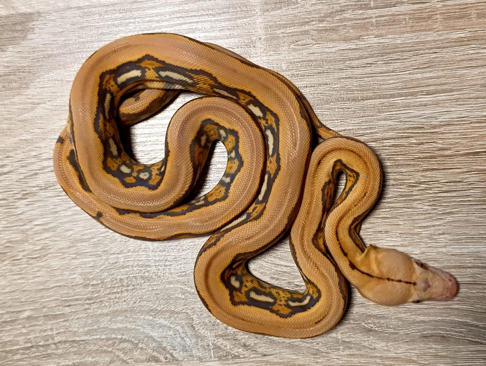 Kai - Orange glow tiger ♂ NZ: 2026